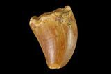 Serrated, Juvenile Carcharodontosaurus Tooth - Morocco #134974-1